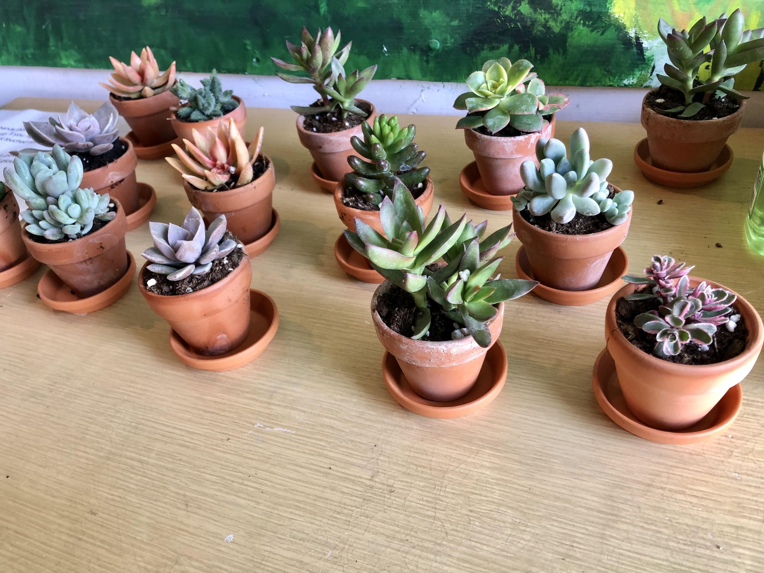 Mini Succulents in Terra Cotta Pot | Common Scents Nursery